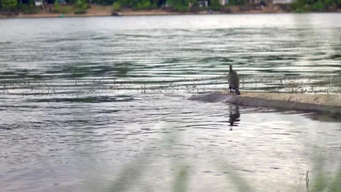 A large bird of cormorant stands on a log, plunged into the water on the Brereta Stock Footage 201821116