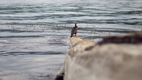 A large bird of cormorant stands on a log, plunged into the water on the Brereta Stock Footage 201821293