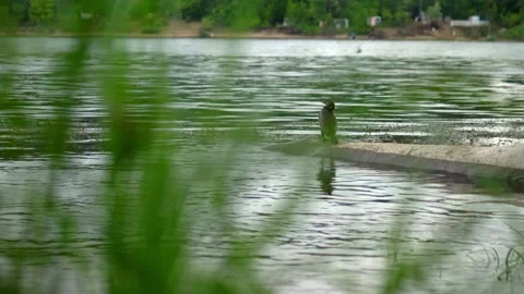 A large bird of cormorant stands on a log, plunged into the water on the Brereta Stock Footage 201821605