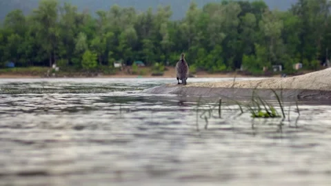 A large bird of cormorant stands on a log, plunged into the water on the Brereta Stock Footage 201821822