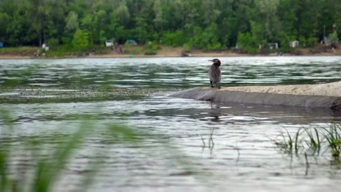 A large bird of cormorant stands on a log, plunged into the water on the Brereta Stock Footage 201821842