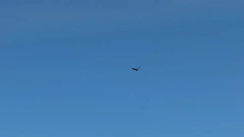 A large bird, an eagle, is flying in the blue sky over the sea Video stock 310259589
