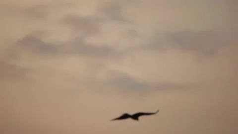 A large bird flies in the gray sky in the approaching twilight against the Stockbeeldmateriaal 132165803