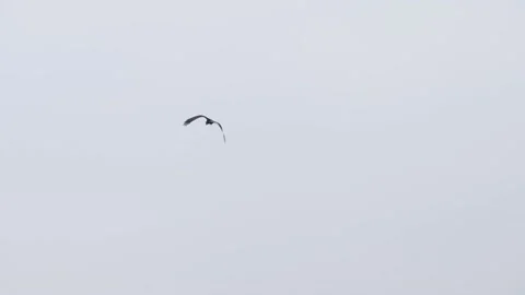 A large bird flies over the sky Stock Footage 144857024