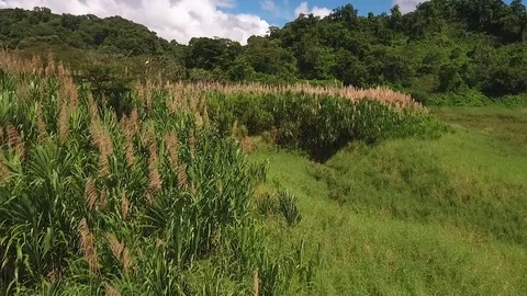 Large bird flies towards Costa Rica volcano 스톡 동영상 77728029