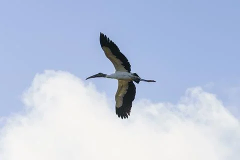 Large Bird Flying Stock Photos