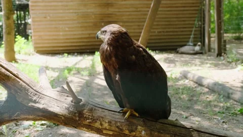 A large bird Stock Footage 137653230