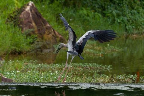 Large bird glides low over calm water Stock Photos