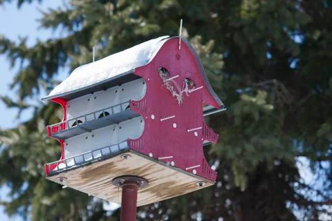 Large bird house Stock Photos