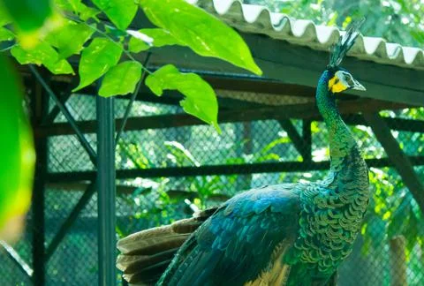 Large Bird Inside Enclosure Surrounded by Greenery Stock Photos