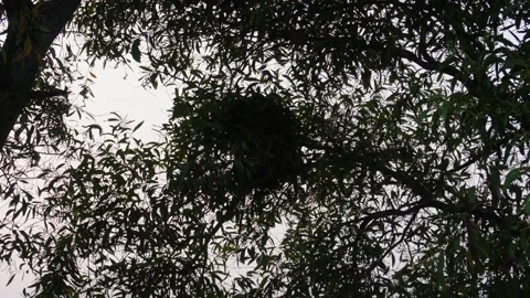 Large bird nest Stock Footage 329386799