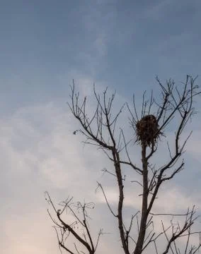 Large bird nest. Stock Photos