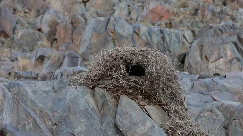 Large bird nest sitting on rock close to Orange Orange river in Southern Namibia Stock Footage 102737372