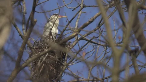 Large bird on nest in tree branches, wildlife nesting behavior Video stock 331039281
