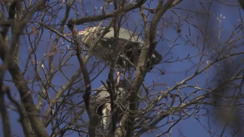 Large bird on nest in tree branches, wildlife nesting behavior Video stock 331039362