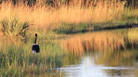 Large bird in Okavango Delta Stock Footage 1087220