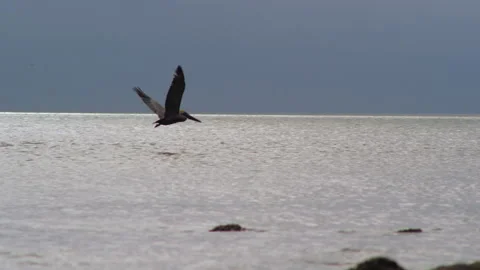 Large Bird Over Ocean Waters Takes Flight Stock Footage 306667044