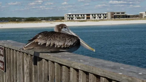 Large Bird Perched on Boat Stock Footage 262216965