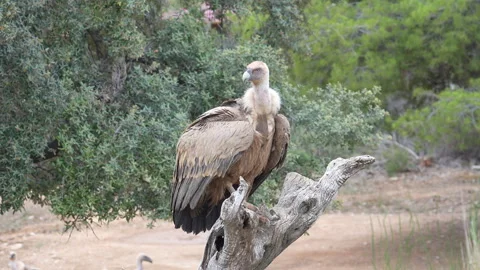 A large bird is perched on a tree branch Stock Footage 278104253