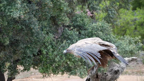 A large bird is perched on a tree branch Stock Footage 278104373