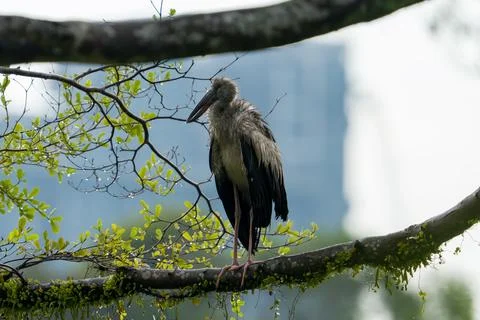 Large bird perches on mossy tree branch Fotos Stock