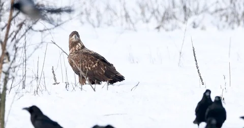 Large bird predator. White-tailed eagle in winter on white snow. Black ravens Stock Footage 86966686