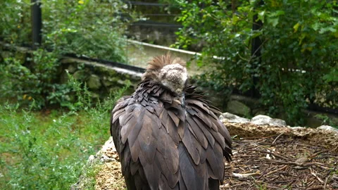 Large bird of prey cleans its feathers with its beak Stock Footage 174902088