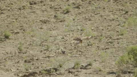 Large bird of prey flying through remote desert in Bolivia Stock Footage 227643266