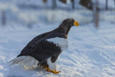A large bird of prey. Stock Photos
