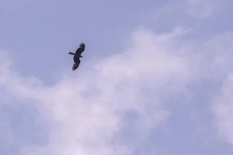 A large bird of prey soars in the sky against a background of clouds Stock Photos