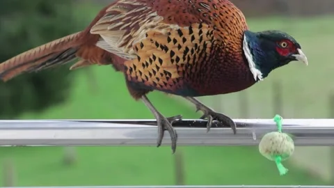 Large bird on railing eating seeds  footage 4k videos Video stock 259478271