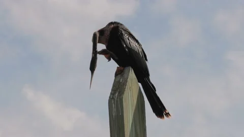 Large bird scratching an itch on a post 스톡 동영상 130225347