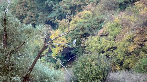 A large bird sitting on a branch  Stock Footage 59005244