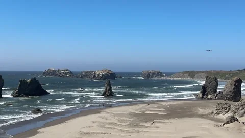 Large Bird Soaring Over Rugged Oregon Coast Video stock 343026176