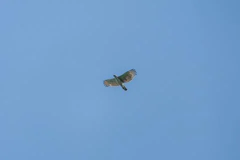 Large bird soars against a clear blue sky Stock Photos