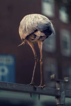 A large bird stork sits on a pole on the market street of Amsterdam, city bird Stock Photos