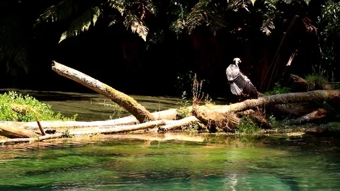 Large bird Stretching Stock Footage 126964983