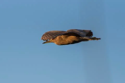 Large bird taking the direct flight. Stock Photos