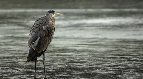 Large Bird Walking On Ice Suddenly Flys Off 스톡 동영상 19349415