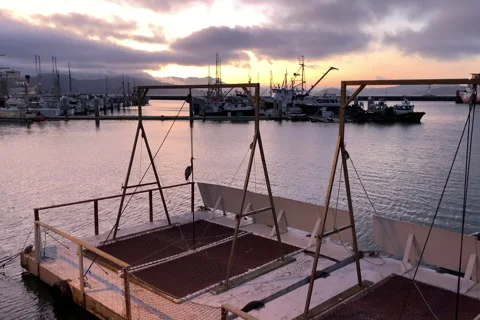 Large birds on bait box at Hyde Pier San Francisco Video stock 255087824