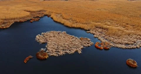 Large Birds Flying Over Endless Lake Marsh In Natural Park Valley Aerial Tacking Stock Footage 300441390