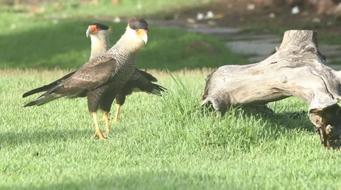 Large Birds Stock Footage 45283315
