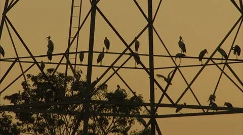 Large Birds on Hydro Poles  Stock Footage 12761622