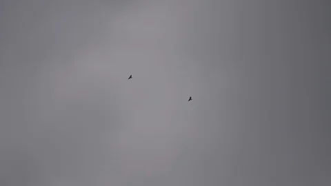 Large Birds of Prey Flying in the Sky Stock Footage 112626140