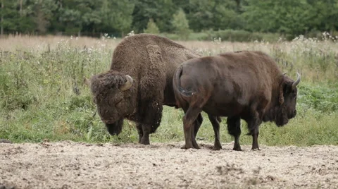 Large bison bison bonasus in the reserve Stock Footage 64272013
