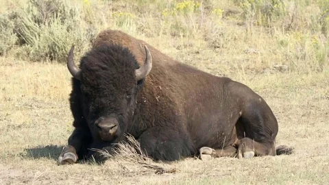 Large bison bull sitting on the ground in lamar valley, yellowstone Stock Footage 79909194
