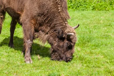 Large bison eats his meal in the Bialowieza National Park Stock Photos