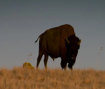 Large bison Stock Footage 21642352