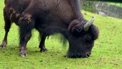 Large bison grazing in grassy meadow close up Stock Footage 339367931