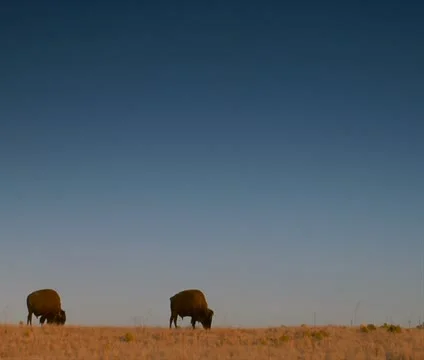 Large bison large bison Stock Footage 21642383